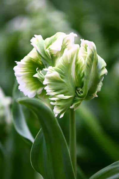 《百花集》（二百四十九）