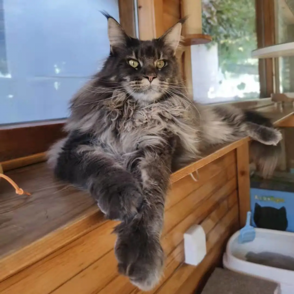 布能豹：我跑過最長的路是鏟屎官的套路