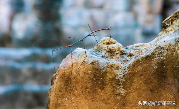 “換外套”的兔子,“會手工”的螃蟹,那些自然界的偽裝大師 “換外套”的兔子,“會手工”的螃蟹,那些自然界的偽裝大師