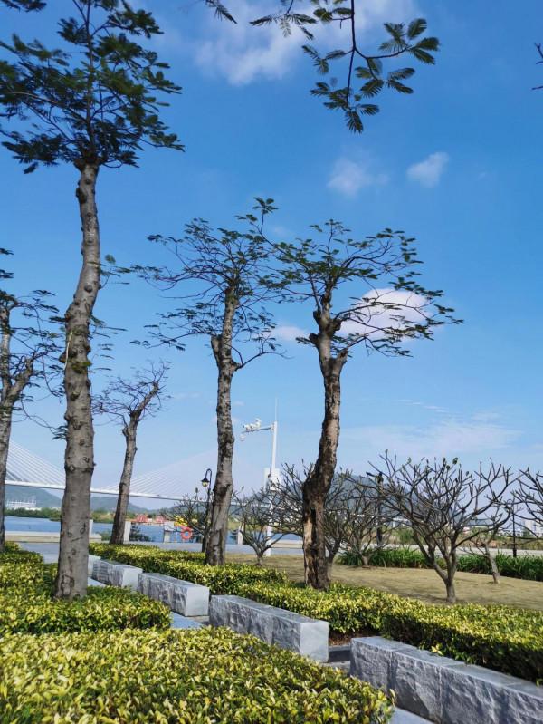 橫琴芒洲溼地公園：美、大