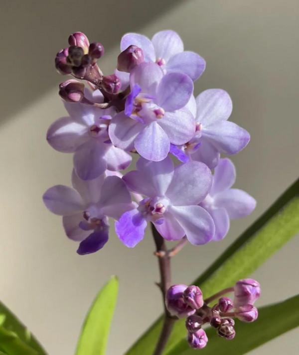 又到一年蝴蝶季 又到一年蝴蝶季