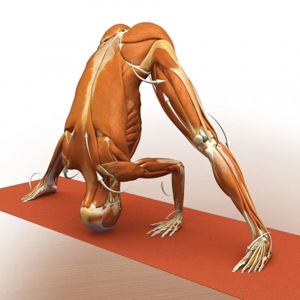 練瑜伽，這些解剖常識你要知道（附28個常見體式解剖圖）