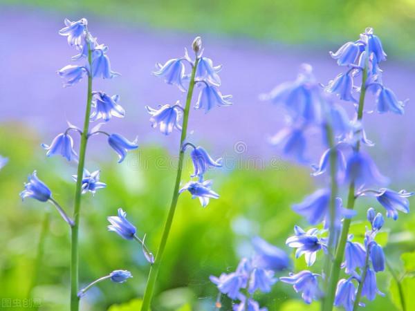風鈴草——插花界的精靈小仙女