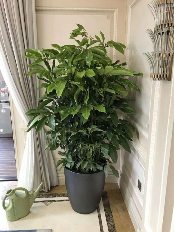 今年流行的“網紅花”,家裡養一盆,大氣又吉利 今年流行的“網紅花”,家裡養一盆,大氣又吉利