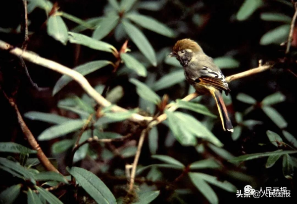 這是你不知道的高黎貢山 這是你不知道的高黎貢山
