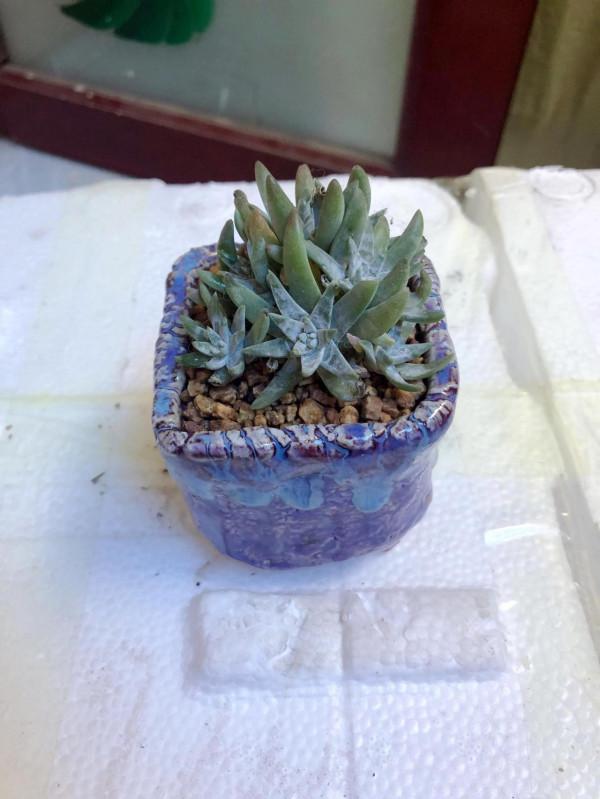 剛上盆的肉肉，醜醜的……