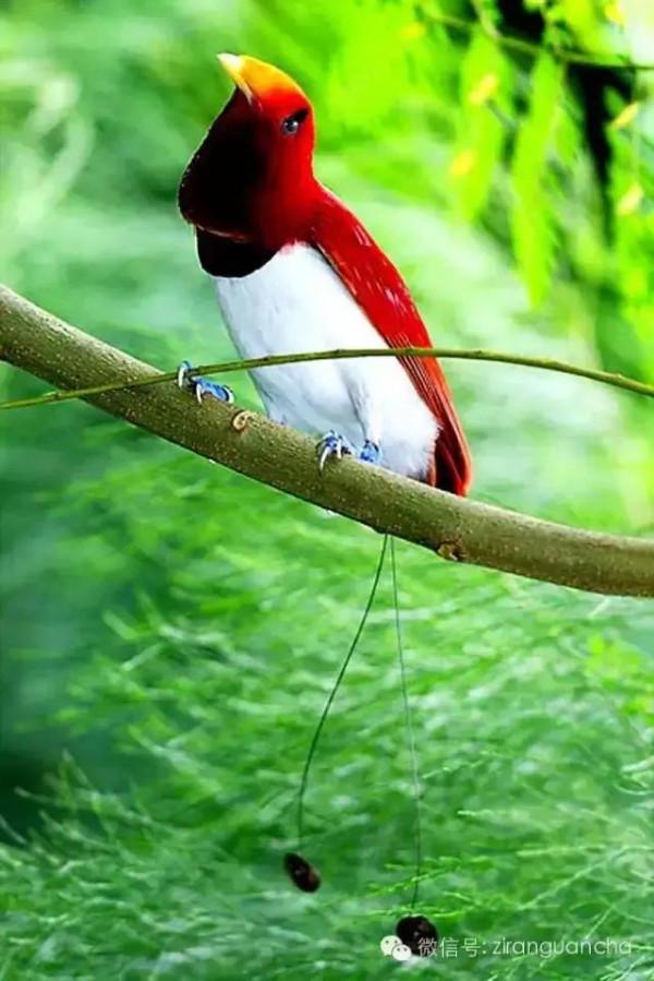 分享王極樂鳥圖片 對愛情忠貞不渝令人動容