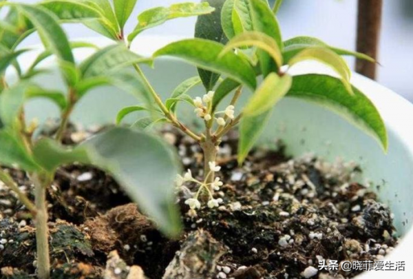 秋天“這樣”扦插桂花，生根快、成活率高，年年開花，花香濃郁