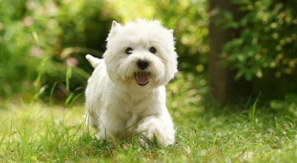 想養狗又不想運動，養這些狗最合適