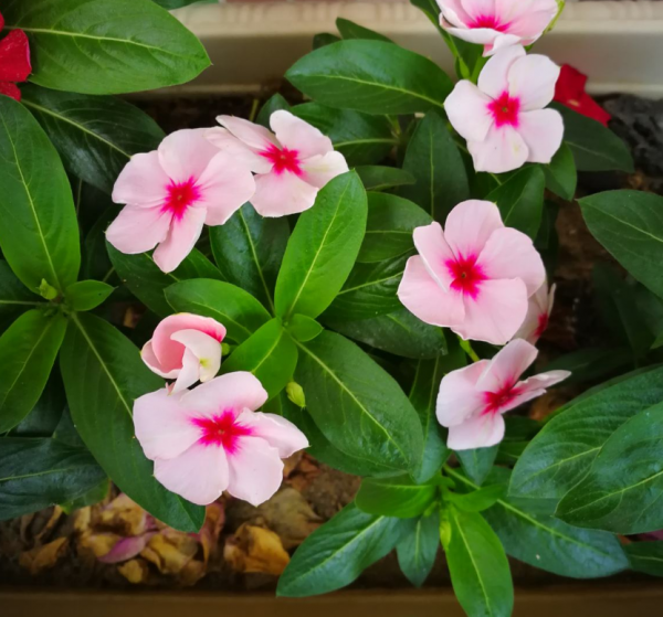 家居必備4種乾淨花，不招蟲易養活，愛乾淨的人都愛養