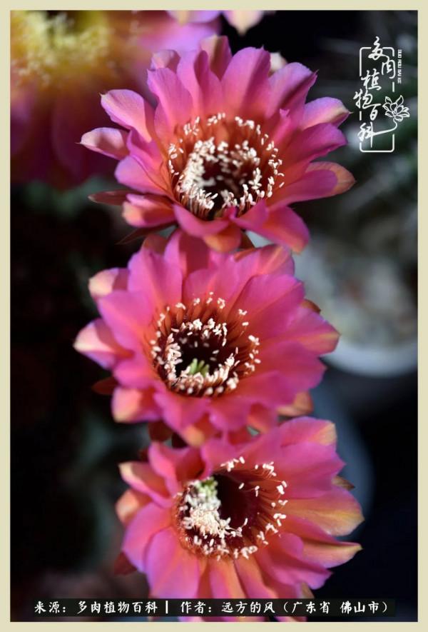 我若盛開，蝴蝶愛來不來