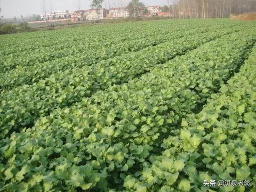 油菜直播與育苗移栽有哪些區別？需要什麼樣的技術措施