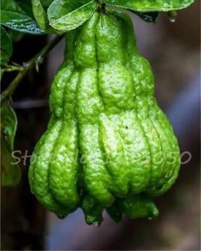 來自植物世界的精靈