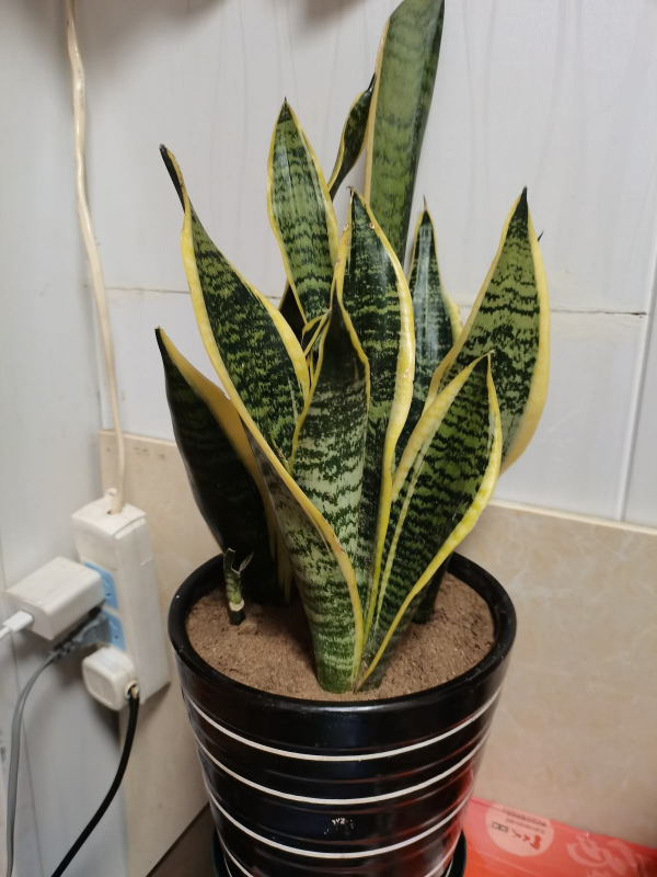 5種花冬天是“虛弱期”，千萬管住手別澆水，一旦積水死一大片