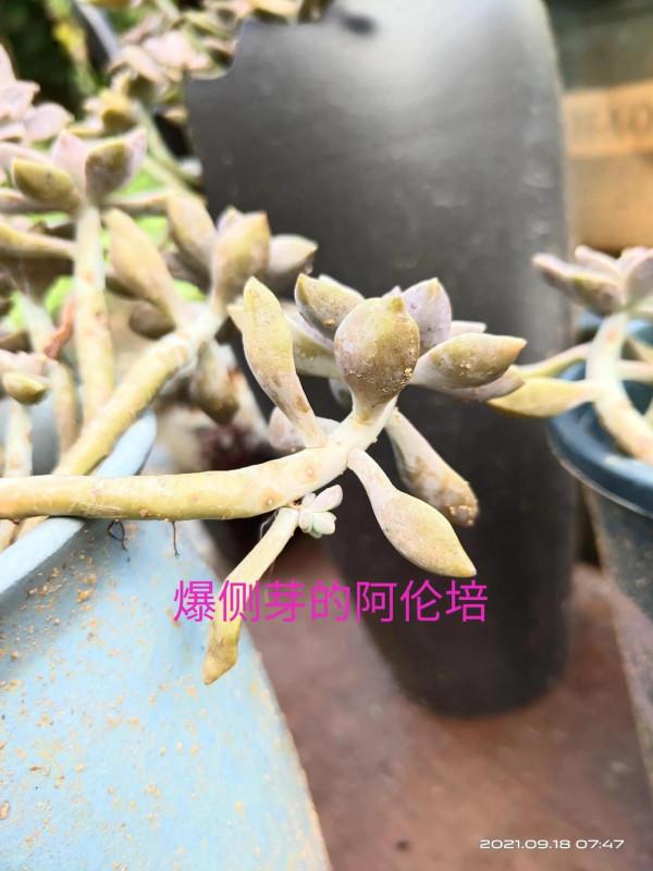 一個簡單的操作動作，肉肉爆側芽啦