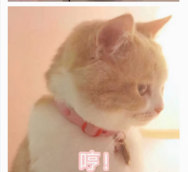 喵星人可愛表情包來了