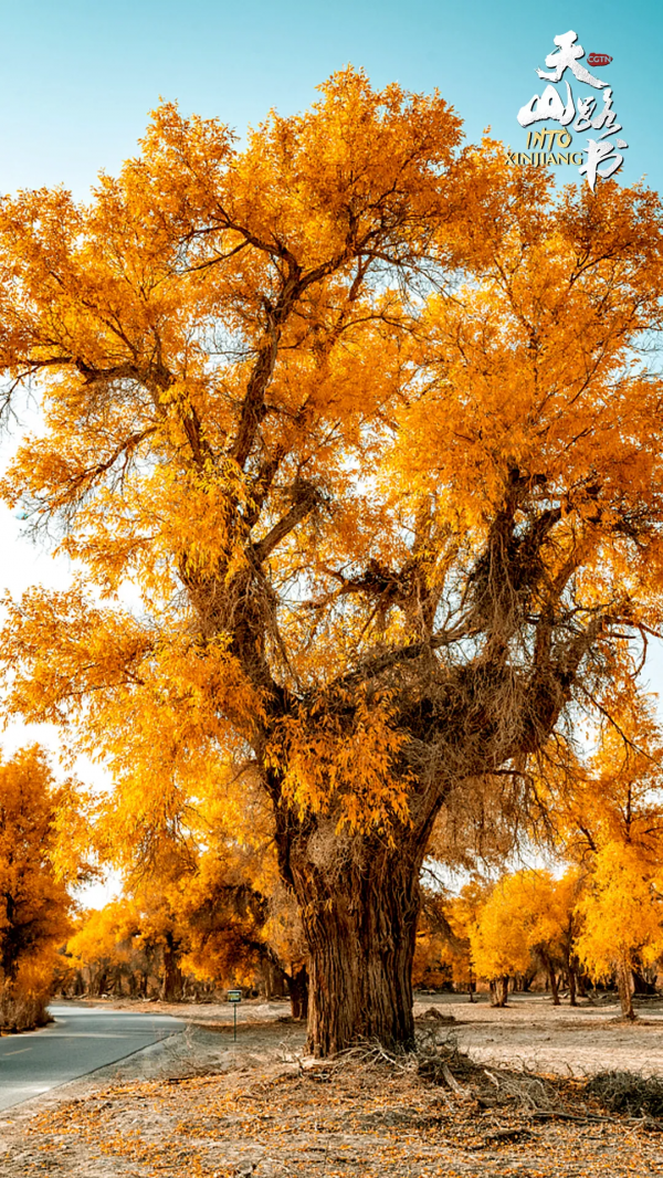 胡楊金、豐收紅、秋實橙……秋日新疆的這些色號,你pick了嗎? 胡楊金、豐收紅、秋實橙……秋日新疆的這些色號,你pick了嗎?
