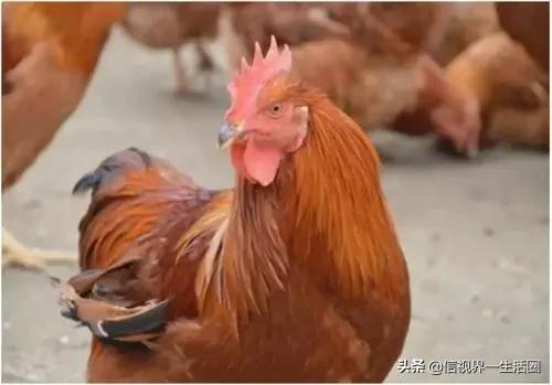 廣東最好吃的十種雞 廣東最好吃的十種雞