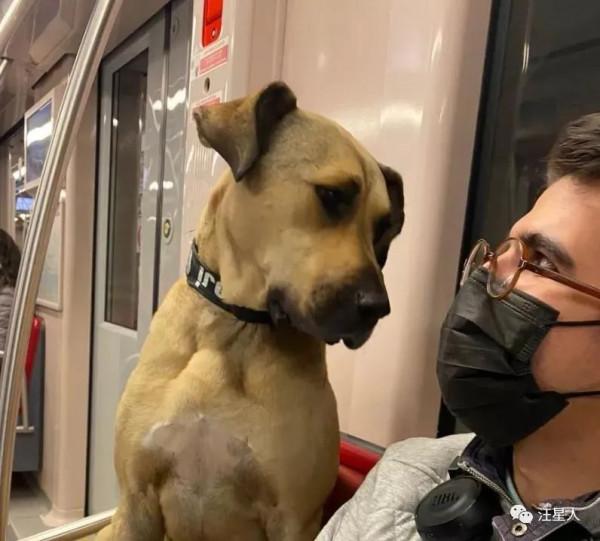 土耳其一隻流浪狗火了，它每天搭地鐵去旅行，網友贊爆