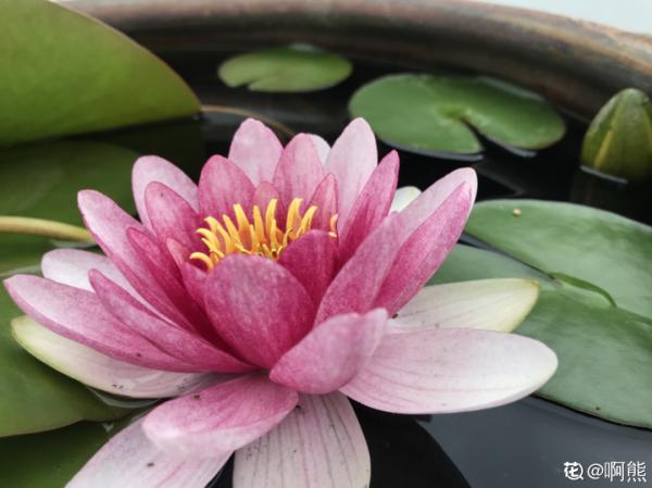 30℃高溫，“胖麗麗”丟院子裡，照樣開不停，真堅強