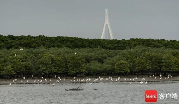 海南越冬水鳥調查:出門“自帶飯勺”的小傢伙現身啦 海南越冬水鳥調查:出門“自帶飯勺”的小傢伙現身啦