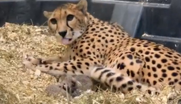 多倫多動物園的非洲獵豹當媽媽了，3只獵豹寶寶軟萌可愛