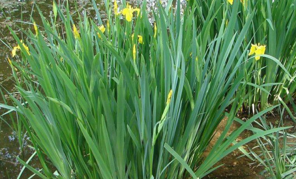 長在石頭上的草,石菖蒲煮水泡腳,鎮靜安神睡好覺 長在石頭上的草,石菖蒲煮水泡腳,鎮靜安神睡好覺