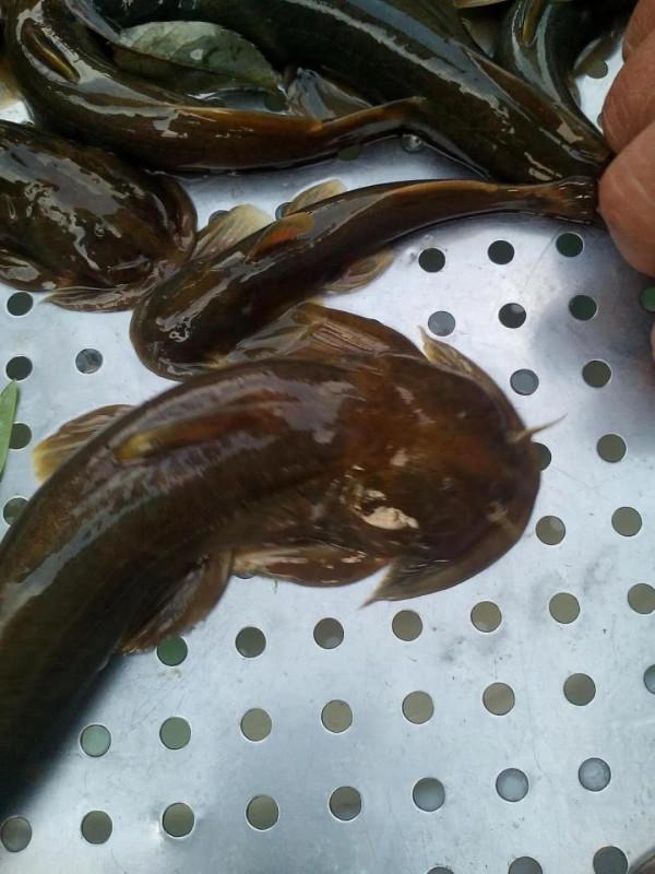 冬釣陽,冬釣草,冬季釣魚不亂跑 冬釣陽,冬釣草,冬季釣魚不亂跑