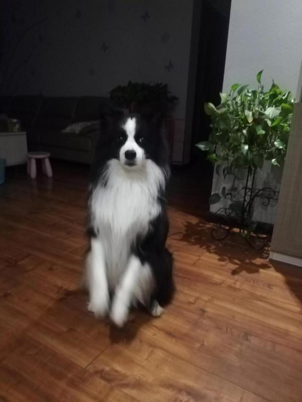 邊牧變臉有多快