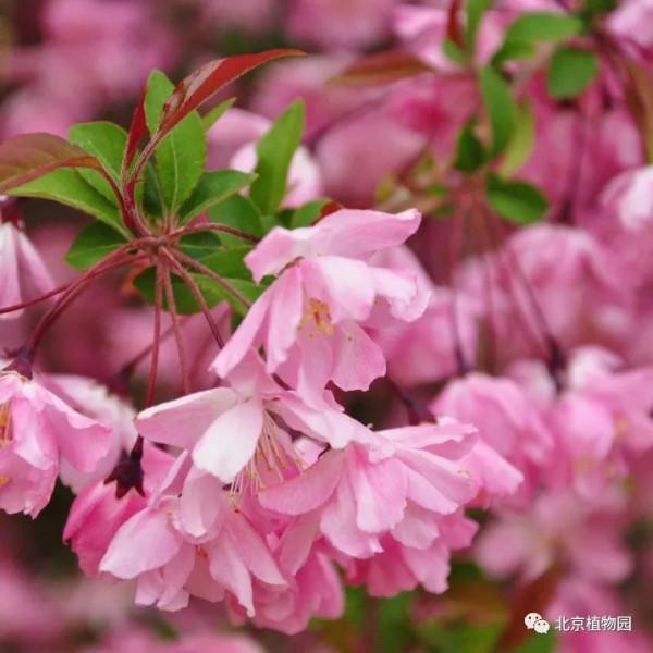 春華秋實,賞海棠紅果正當時~ 春華秋實,賞海棠紅果正當時~