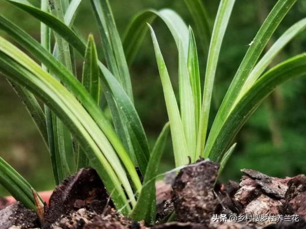 蘭花介殼蟲,最佳治理時機不要錯過,元旦在家仔細檢查一下吧 蘭花介殼蟲,最佳治理時機不要錯過,元旦在家仔細檢查一下吧
