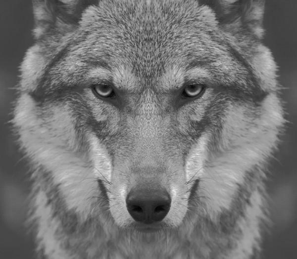 狗王傳奇(三) 狗王傳奇(三)