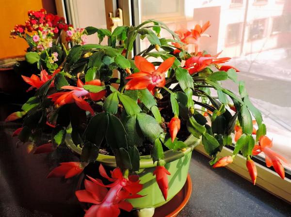 七大“美麗花”,冷天不能多澆水,多曬“少管”更健壯 七大“美麗花”,冷天不能多澆水,多曬“少管”更健壯