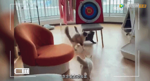 謝霆鋒不當廚子竟跑去撩她?網友直呼:啥都幹,就是不拍電影 謝霆鋒不當廚子竟跑去撩她?網友直呼:啥都幹,就是不拍電影