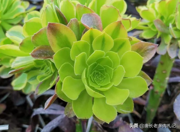 多肉青檬法師和嘉年華法師，生長季節看似差不多，休眠後卻大不同