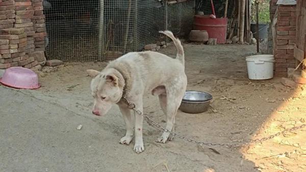 救下一隻絕版土獵狗,避免了上到人們的餐桌 救下一隻絕版土獵狗,避免了上到人們的餐桌