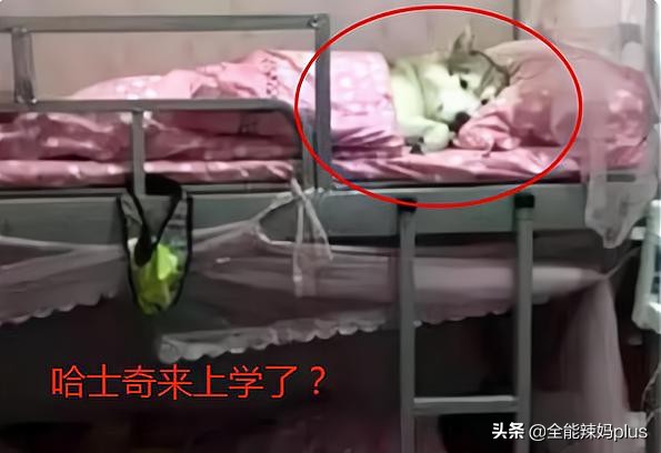 老師突查宿舍&OpenCurlyDoubleQuote;違禁品&rdquo;：女寢讓人眼花繚亂，男寢喜好出奇一致