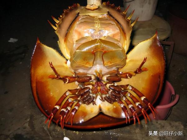 藍色血液的生物真實存在於我們的世界，並且給人類帶來巨大的價值