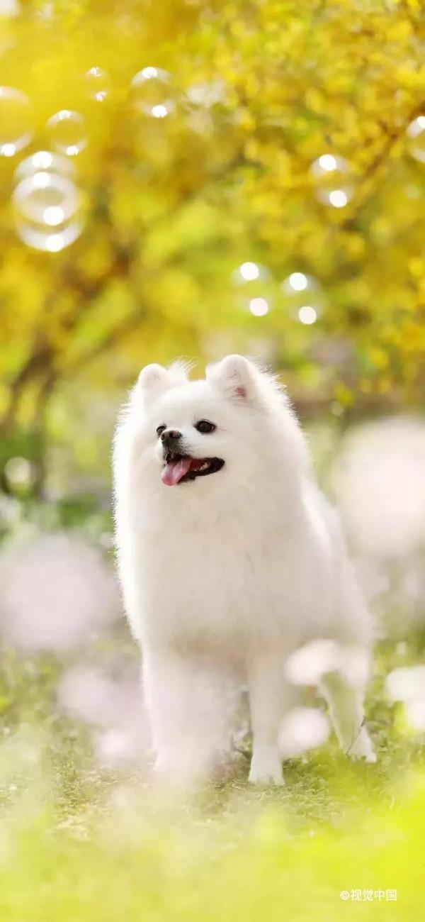 高畫質桌布丨超好看的寵物手機桌布，喜歡小動物的你不要錯過哦