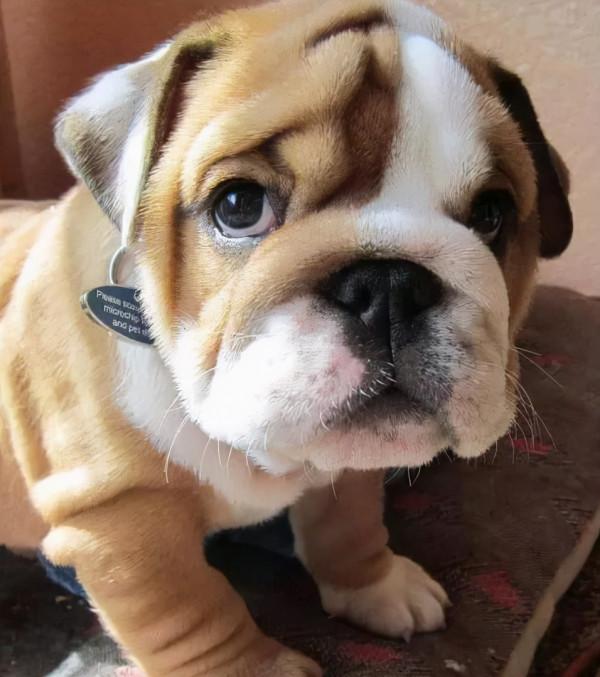 別粗心！英鬥有這些表現，是身體不舒服了