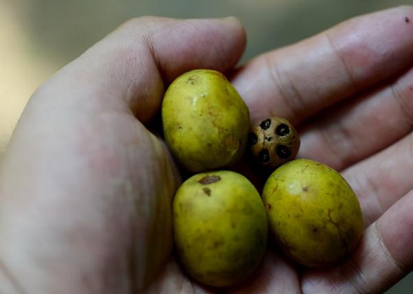 酷似苦楝果,常掉一地無人要,城裡卻28元1斤,大娘一天撿數十斤 酷似苦楝果,常掉一地無人要,城裡卻28元1斤,大娘一天撿數十斤