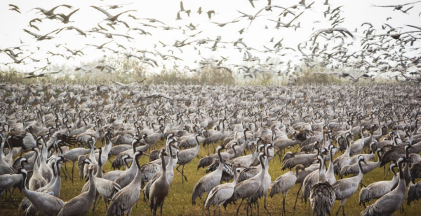 遭遇大規模禽流感，在以色列越冬的野生鶴大量死亡