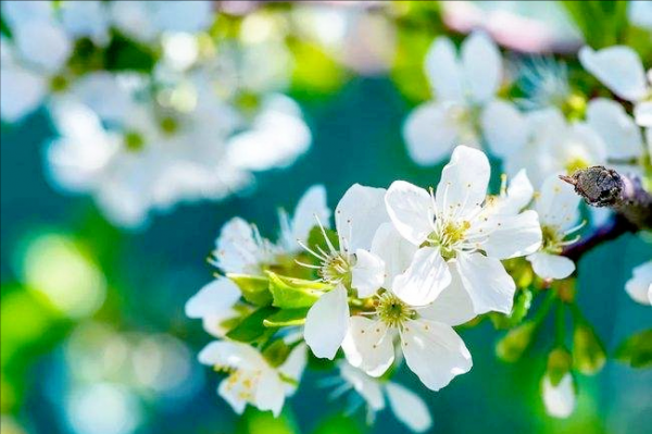 不同季節的樹上蔬菜，空閒時間採回來，換口味又安全