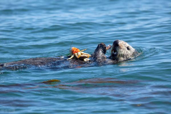 不止是一隻海獺