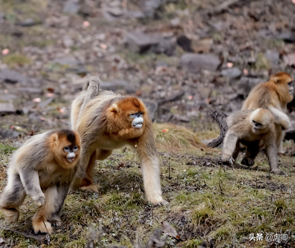 秦嶺金絲猴父女被16萬元販賣，猴媽自盡，囚禁野生動物何其殘忍？