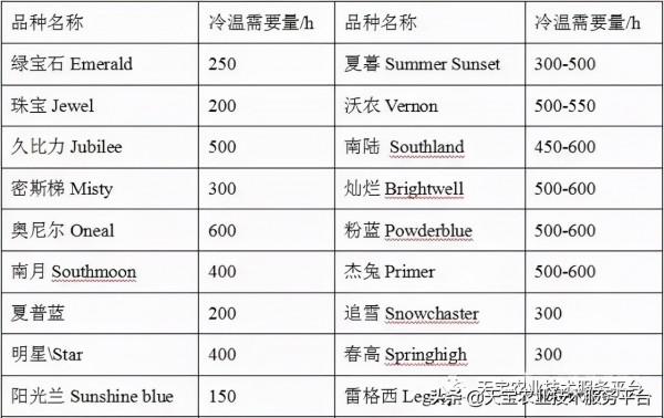 暖棚藍莓升溫前這些要點要注意!實用好文 暖棚藍莓升溫前這些要點要注意!實用好文