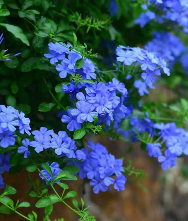 秋花好評排行榜出爐:月季沒上榜,三角梅跌出前三 秋花好評排行榜出爐:月季沒上榜,三角梅跌出前三