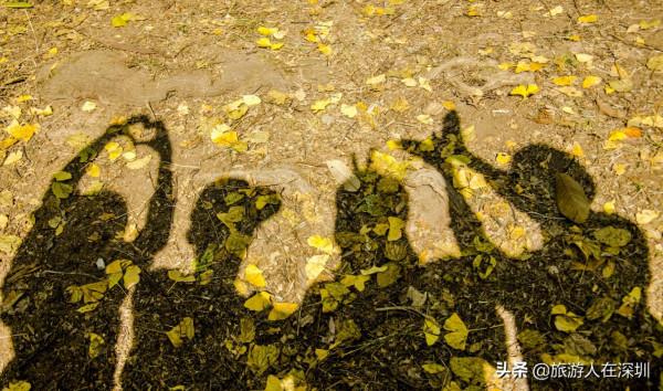 從廣東南雄出發,去看有1680多年的最美銀杏林,這裡全攻略如何玩 從廣東南雄出發,去看有1680多年的最美銀杏林,這裡全攻略如何玩