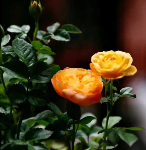 它的分枝性好花期長、花大、勤花，帶有淡淡的香味