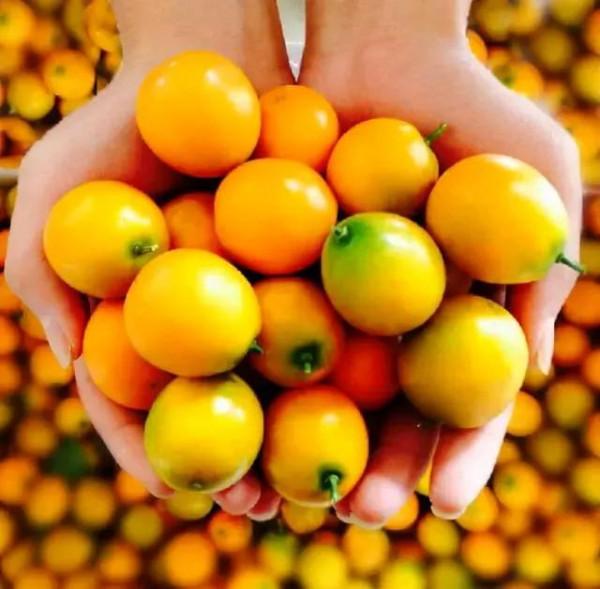 家裡要有的3種“如意果”，寓意福如東海壽比南山